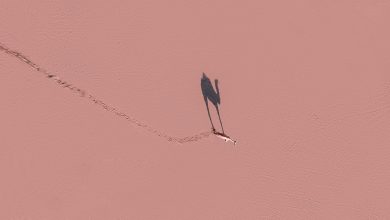 Photo of Toplumsal Fenomenoloji